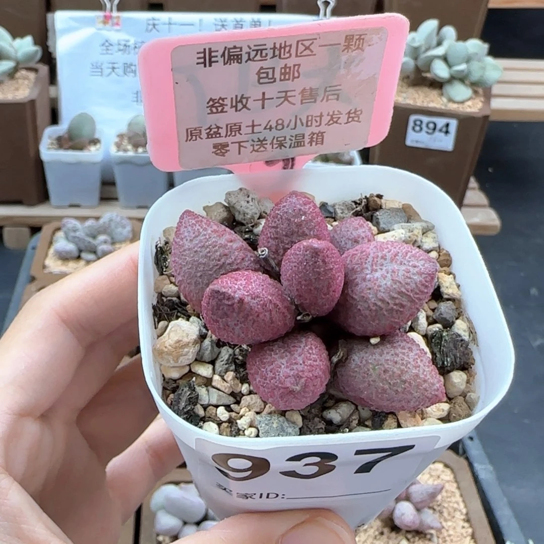 937糖果多肉植物