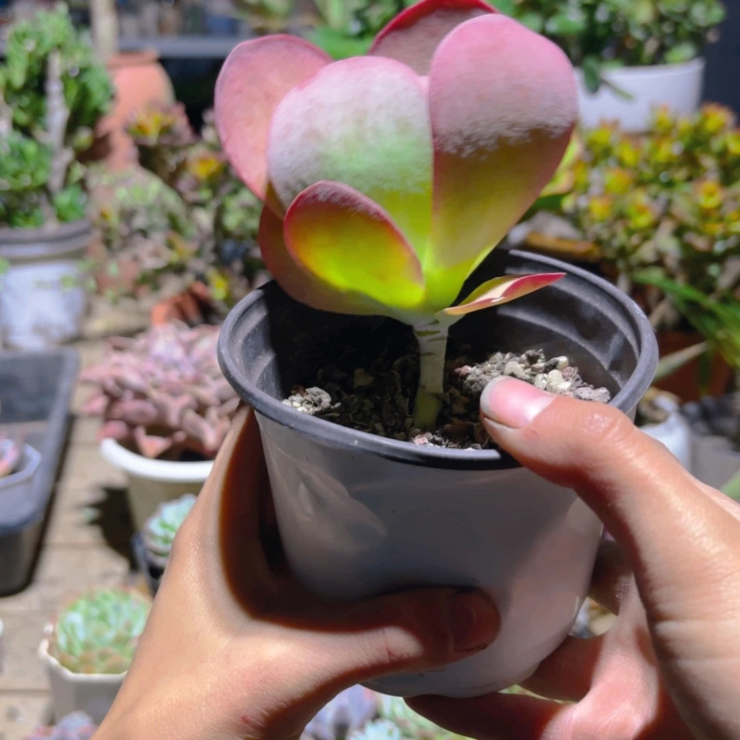 悠***）唐印新疆包邮11cm