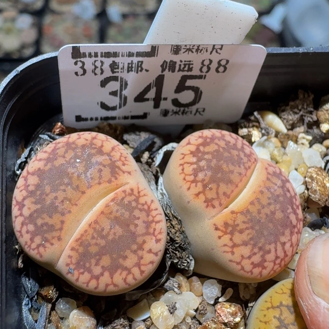 zzzZ 精品生石花肉锥345