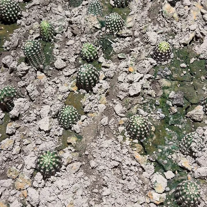 娃***哈加强立夏根高16公分毛花柱容易掉刺