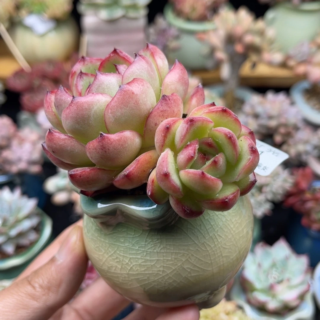 951 万宝龙 带陶瓷盆发货 满28包邮