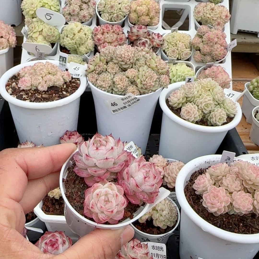 【闪购商品】0119-62女王