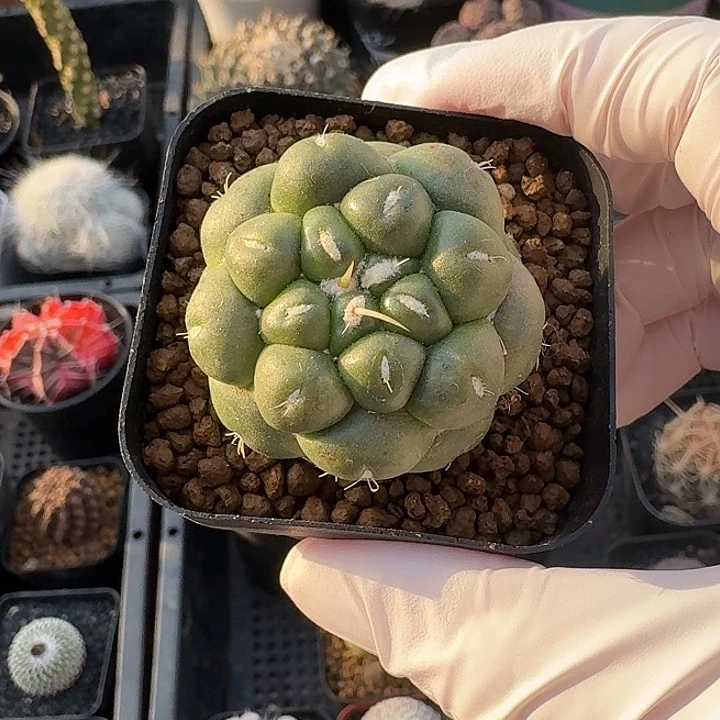 无刺象牙仙人球123
