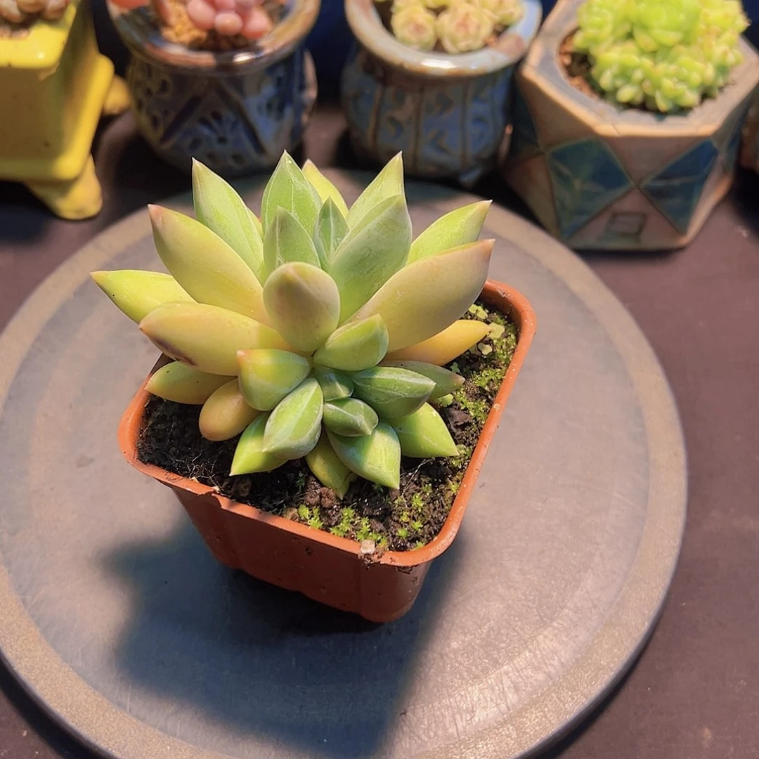 知**已重楼，多肉植物，