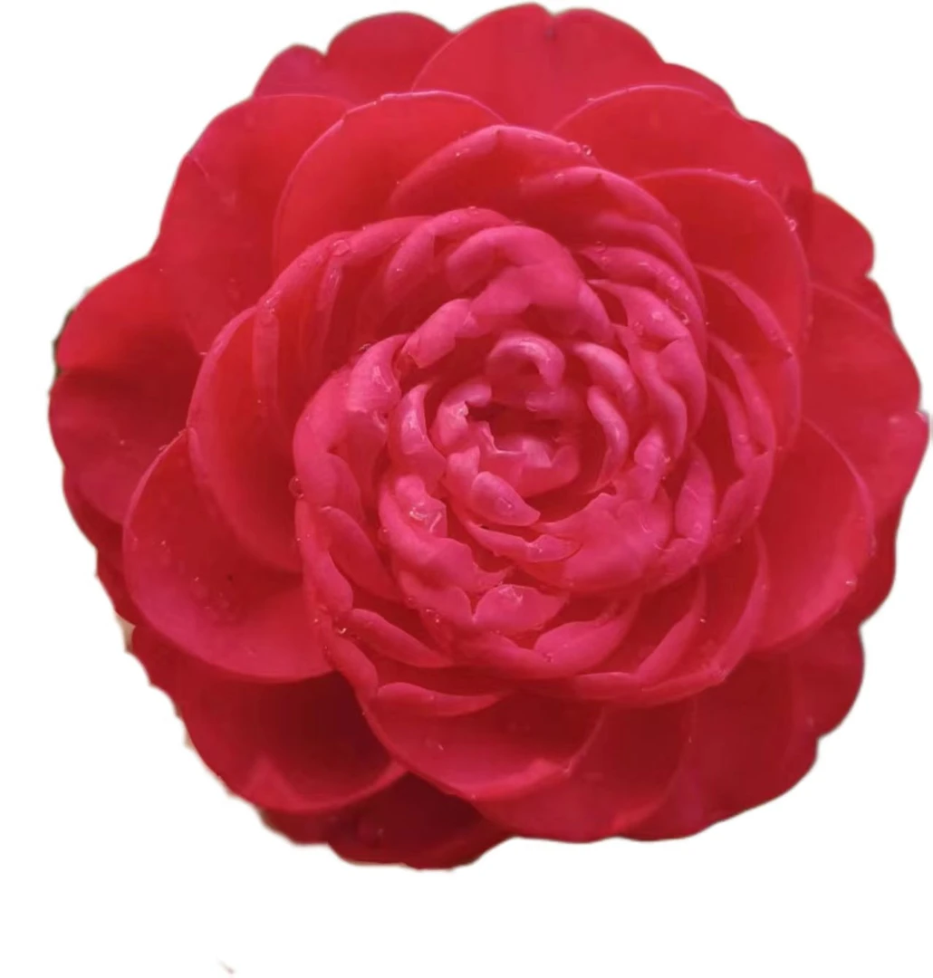 福建龙岩山茶花红色鲜花源头露天种植地栽赤丹茶花大红赤丹粉色