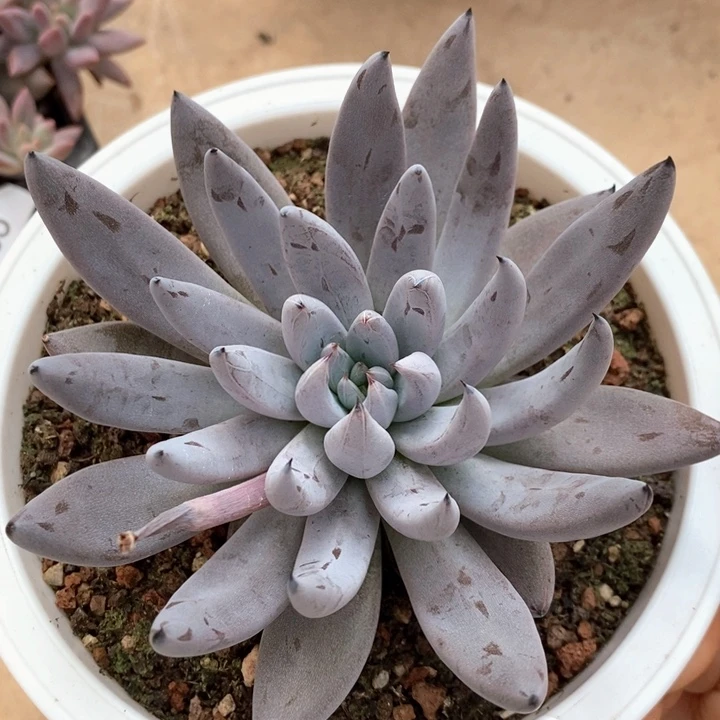 小七夕多肉魔爪49