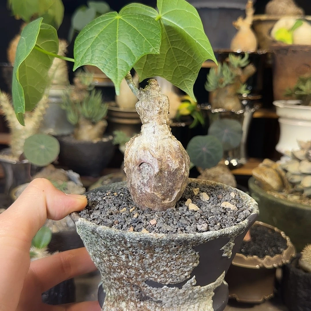 一物一拍泰国火桐260