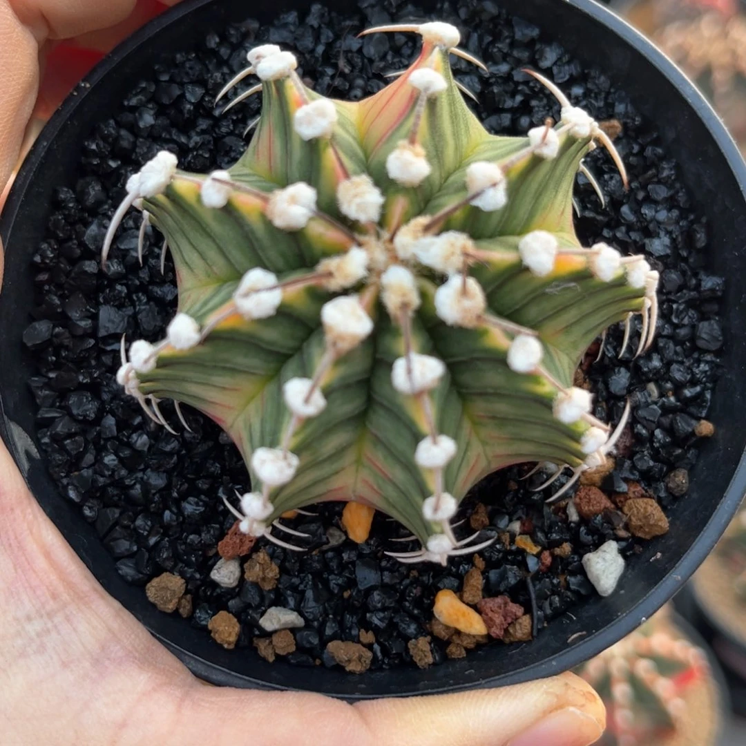 莲****教实生肋骨锦哈哈哈哈哈专拍