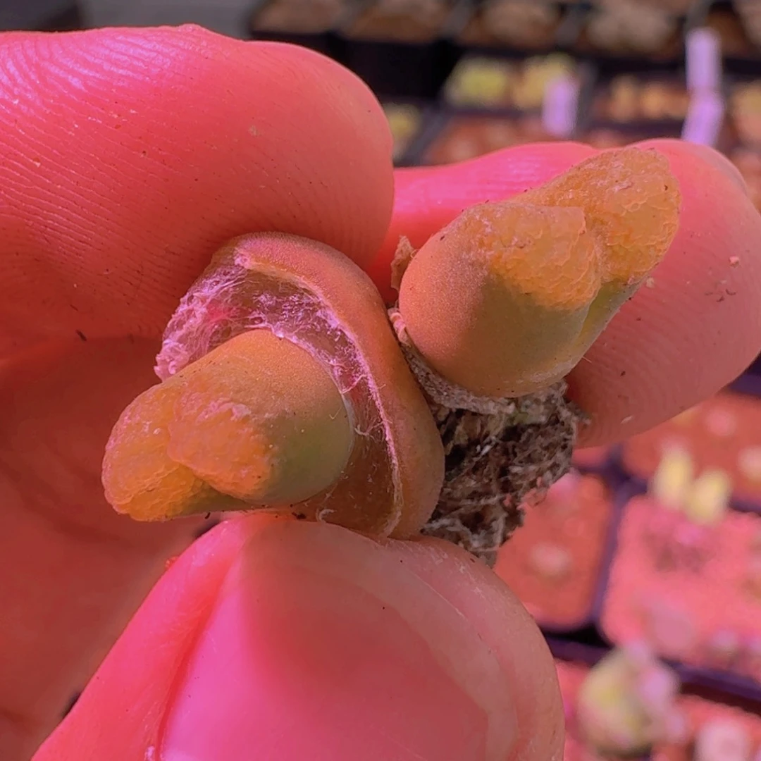 云缦新春特惠4.75雪花麒麟