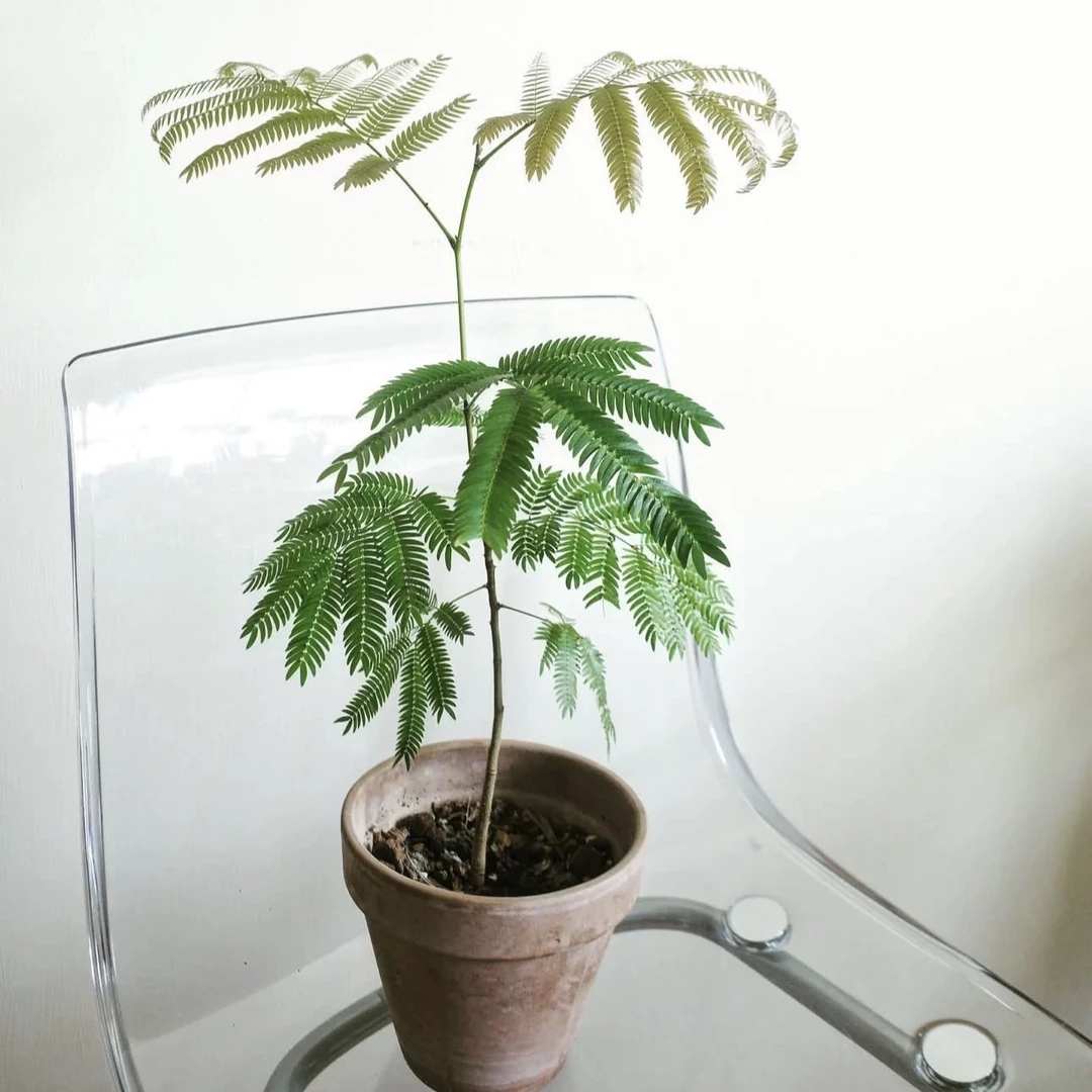 密叶猴耳环 室内观叶植物盆栽花卉绿植
