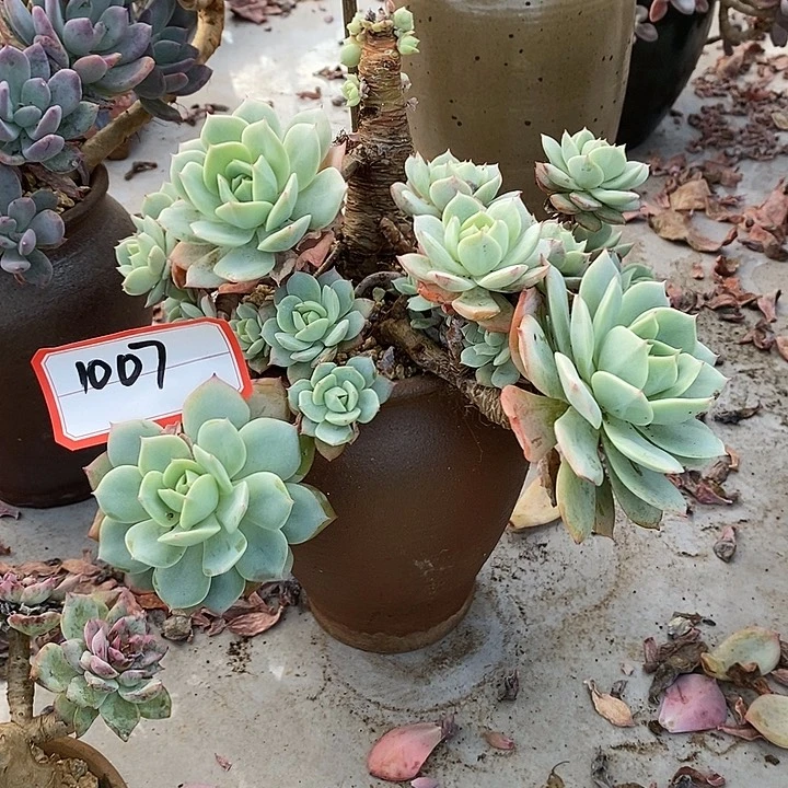 山***湾2025-1007恋曲 CC