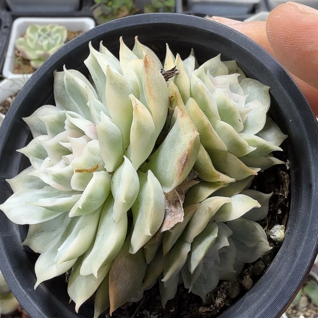 昂斯娜锦 小方花圃一物一拍