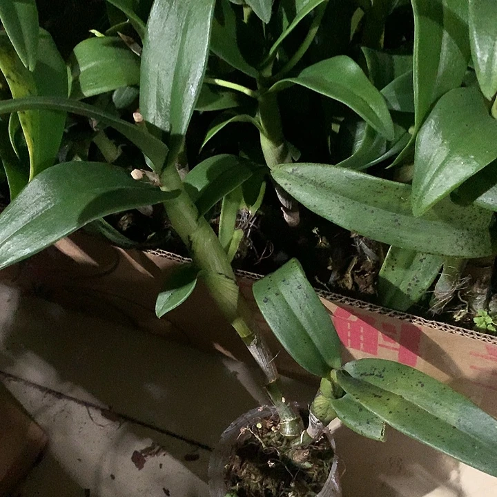 完全开放夏日甜心龙王大小2苗裸根发花叶不包损