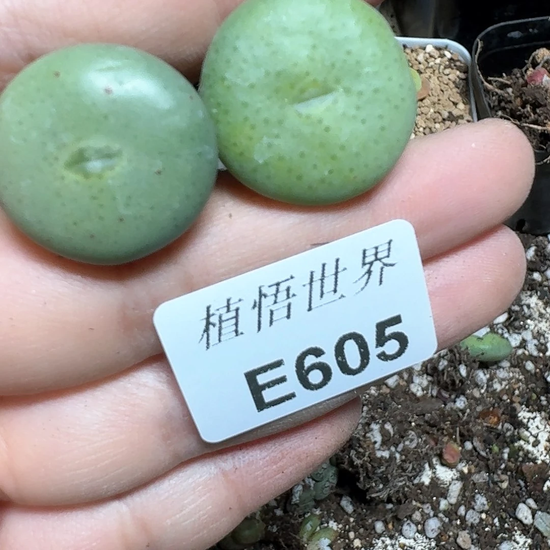 605号多肉植物哇c g