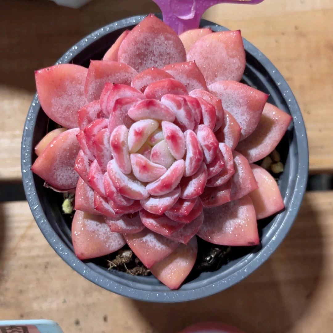 云尘多肉一物一拍142