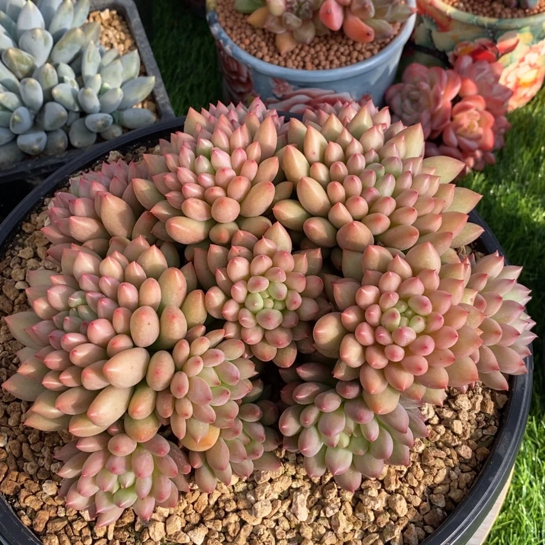 朵***肉综合链接燕子群生