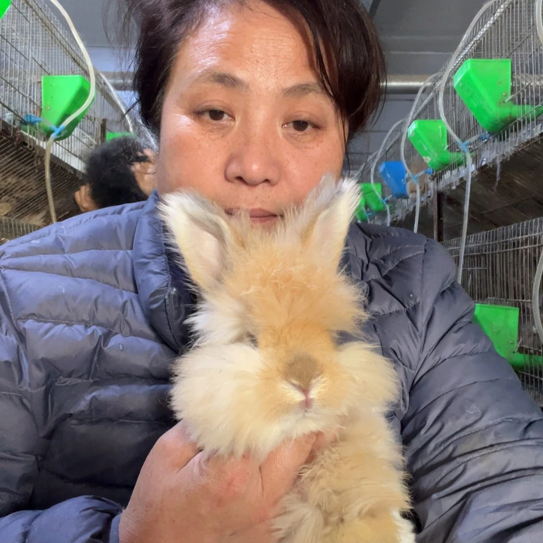 双血统英系安哥拉兔