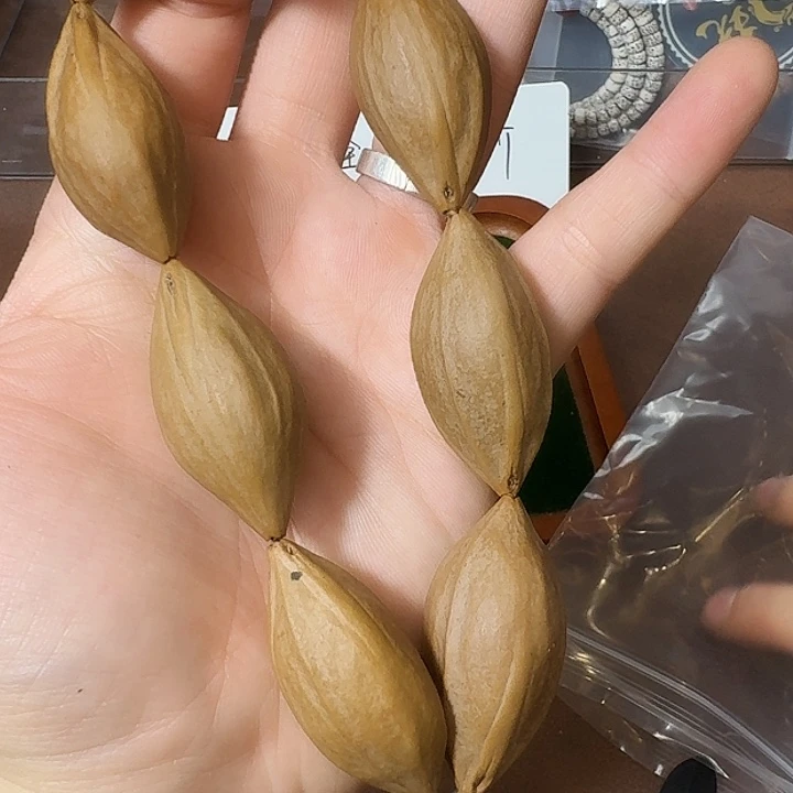 吊坠金刚菩提竖核