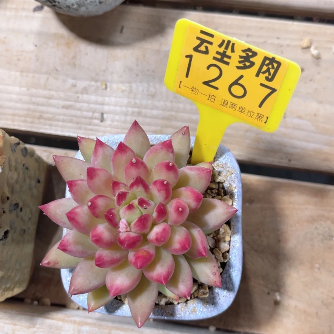 云尘多肉一物一拍1267不含盆，