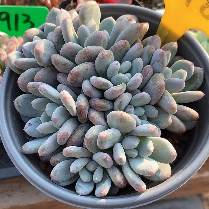 多肉植物雪宝宝848多肉