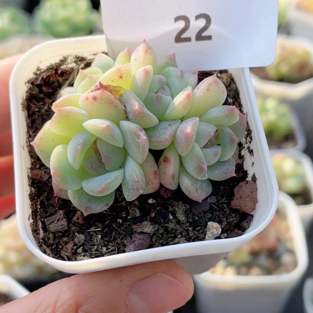 喵***喵22号糖心冰心珍妮 L66