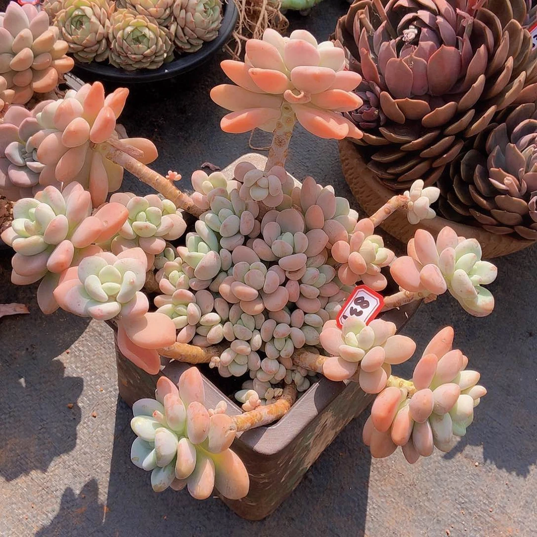 一物一拍多肉831洛神