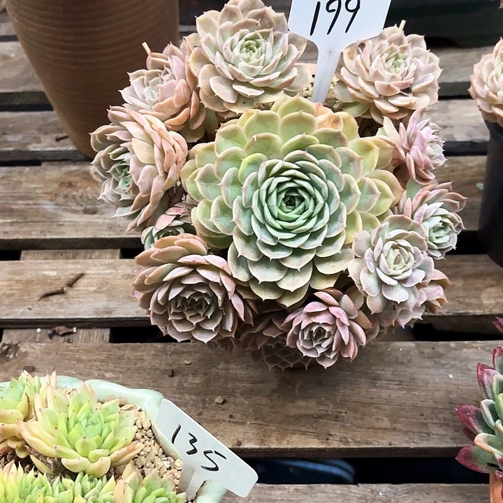 多肉植物，昂斯若199号