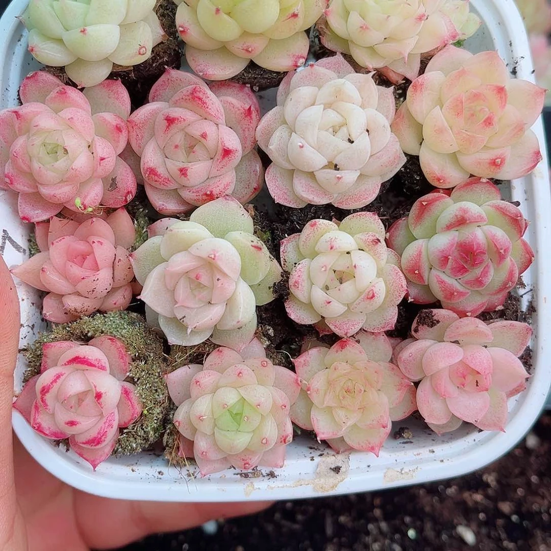 1-186 新疆西藏内蒙不发12.8包邮2-3公分多肉