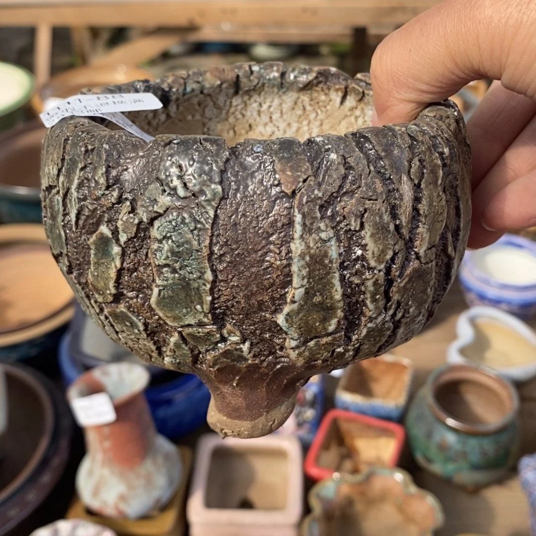 88哈多肉盆口径8小可爱