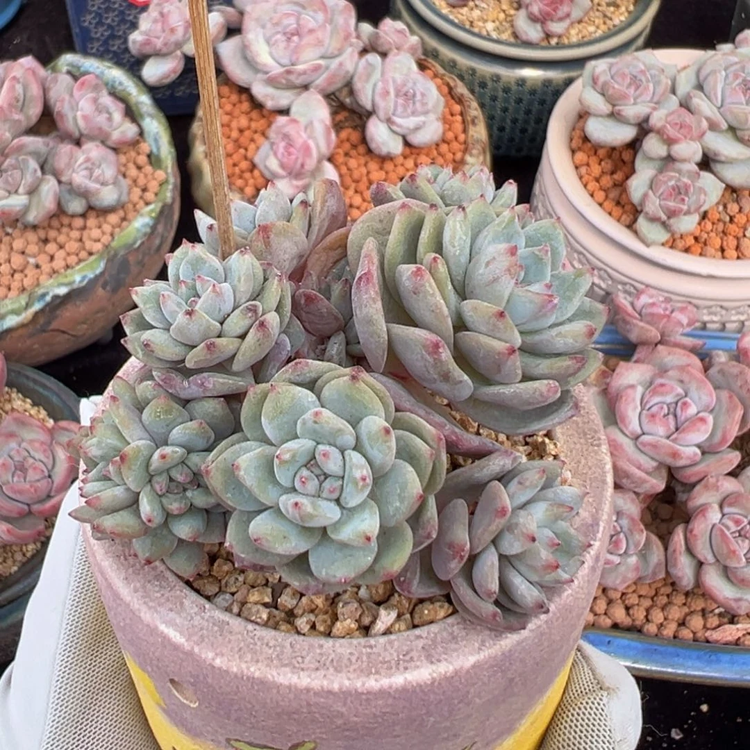 新年快乐 新年快乐