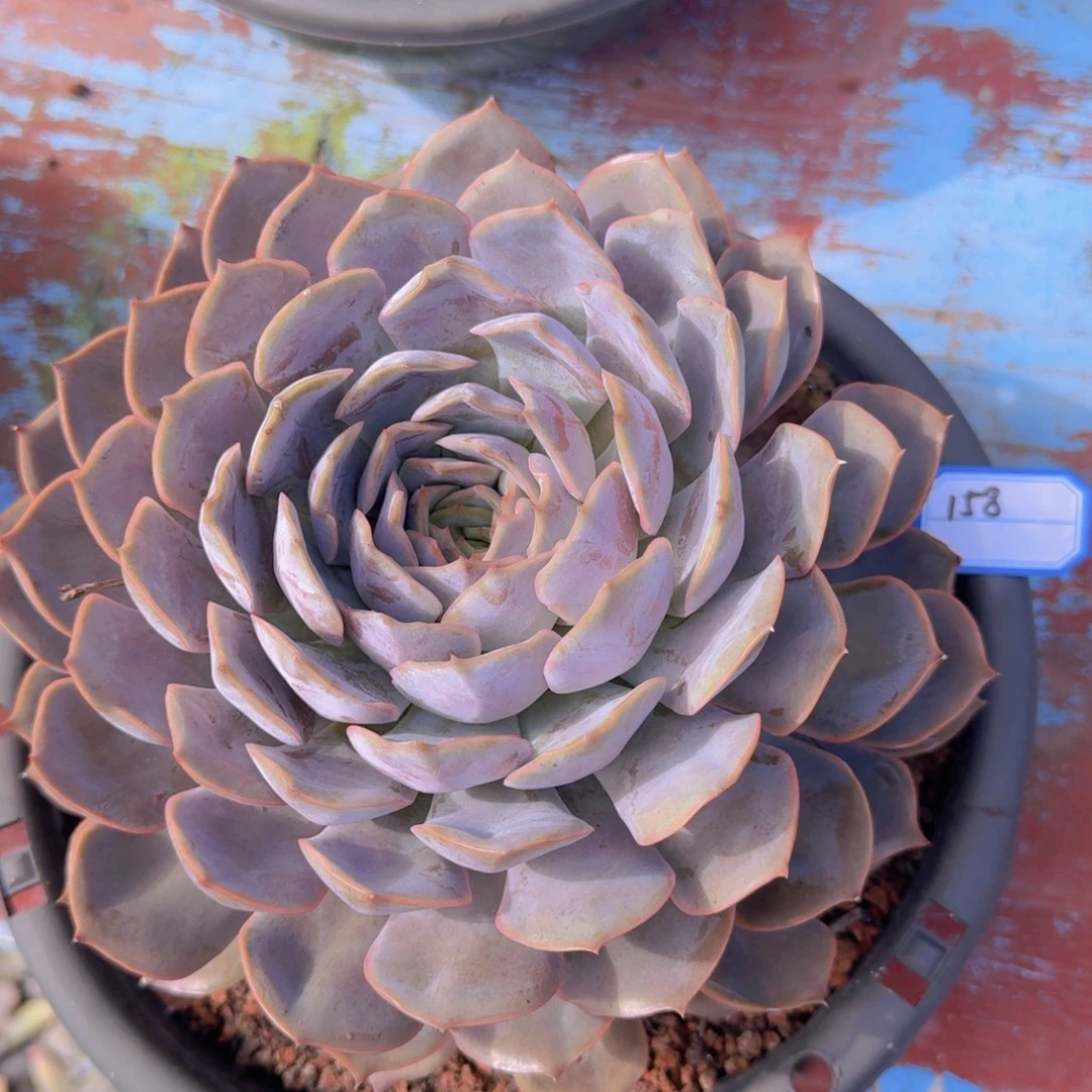 158菲欧娜凡艺多肉