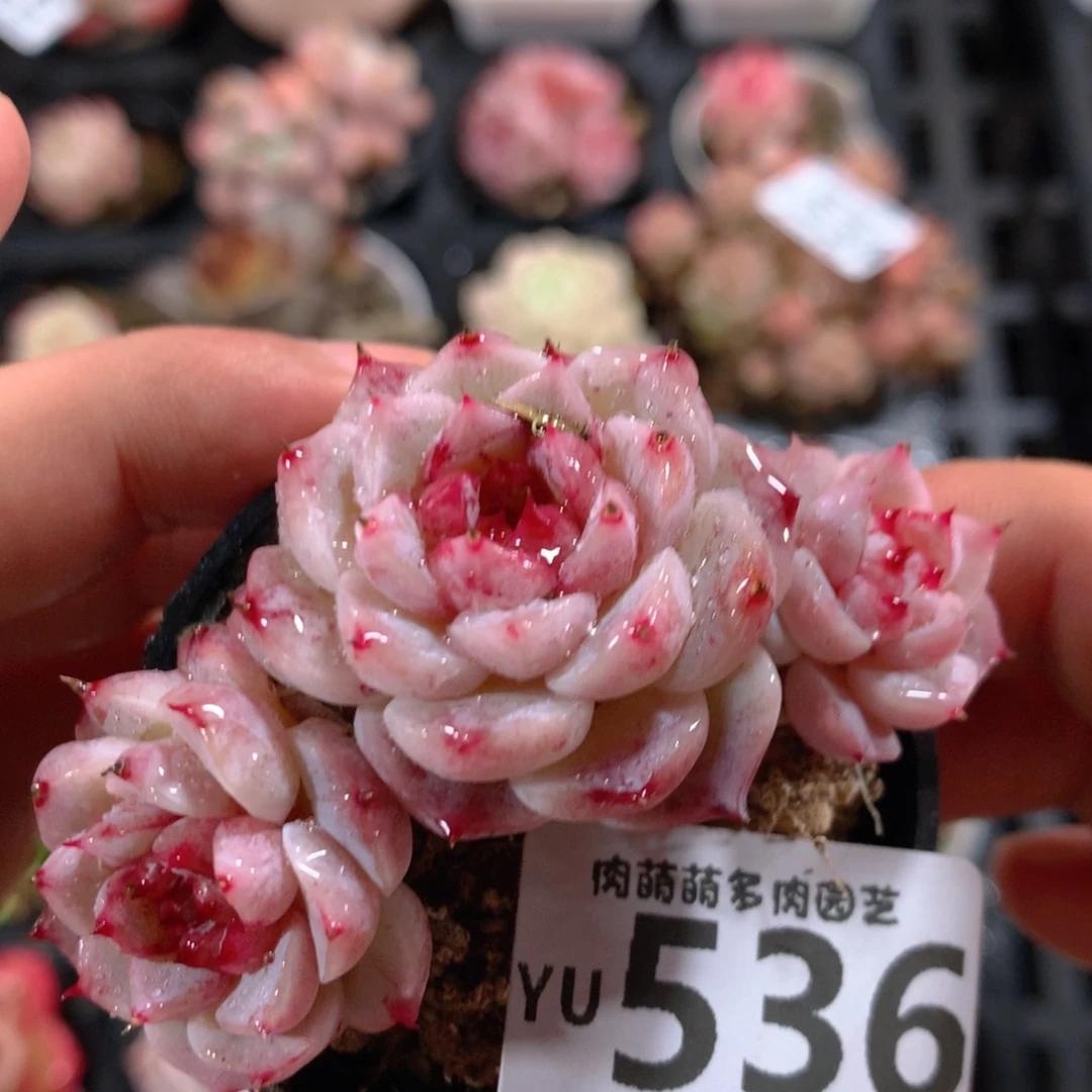 5CM拇指盆精控多肉YU536