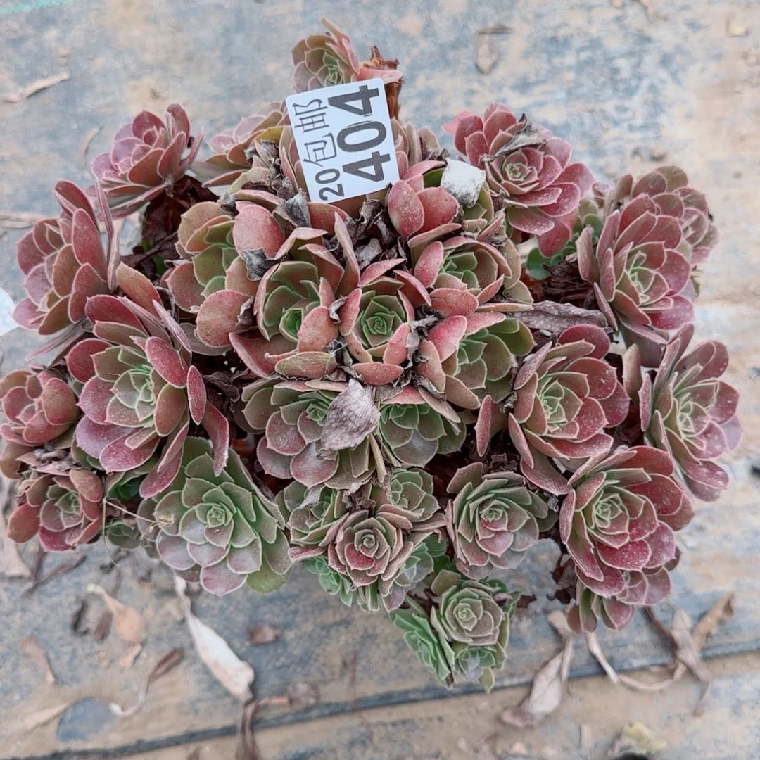 红玫瑰404满20包邮断枝不包