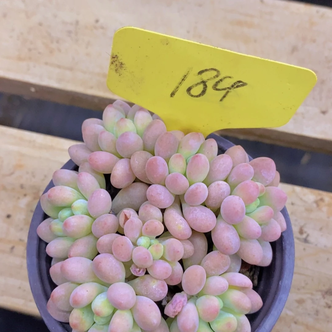 开心多肉植物多肉
