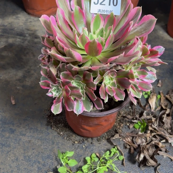 瑞妈多肉园艺210。