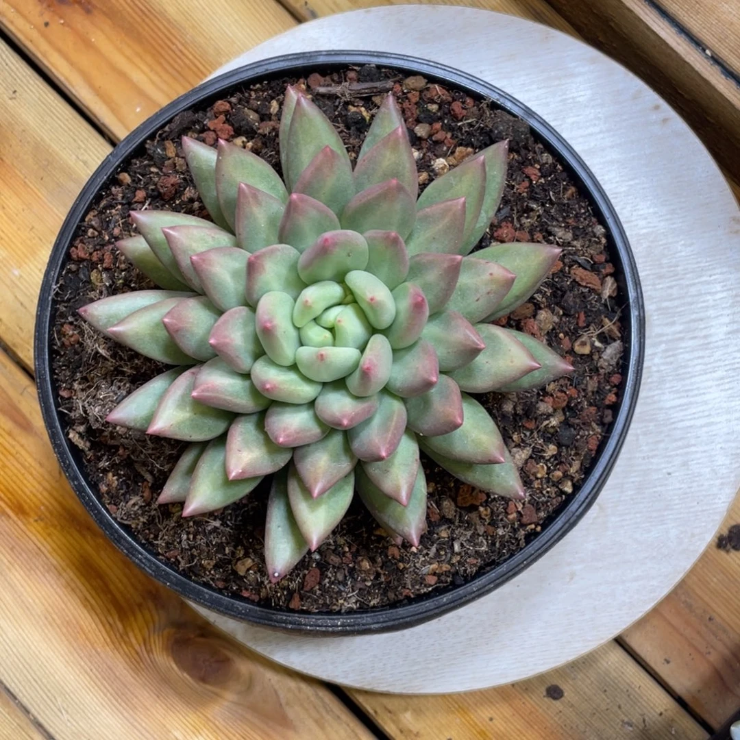 米其林福利多肉植物