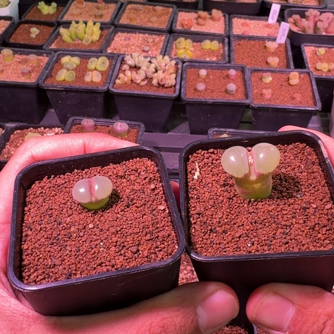 陈**?云缦精品番杏15.48 三年和四年粉女