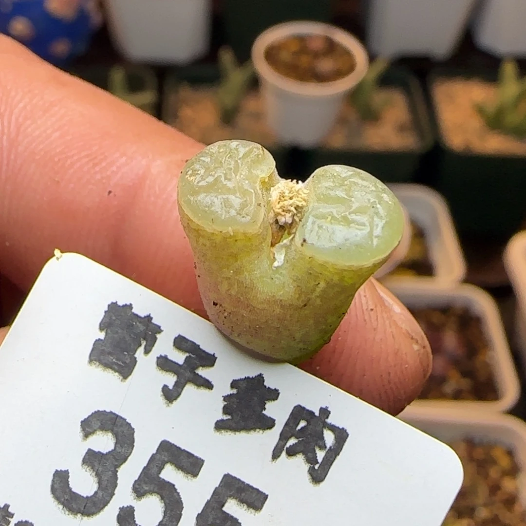 班克。                 