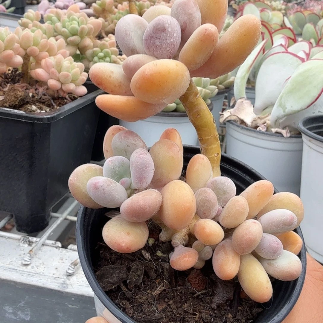 海里美人多肉植物