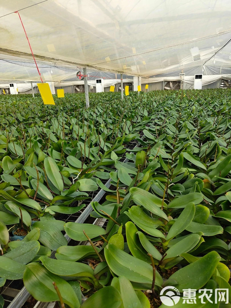 全系列  精品蝴蝶兰新鲜直供品质优良