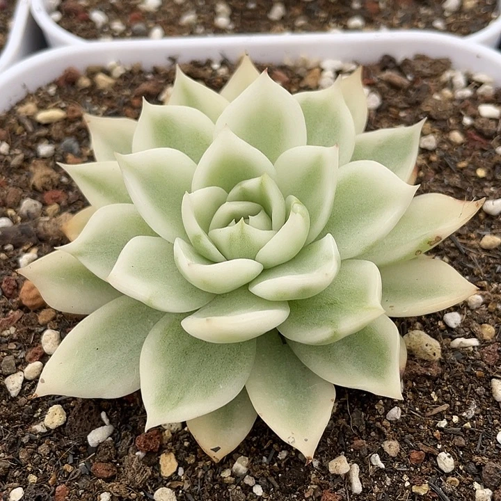 超白麦秆锦。锦龙一物一拍