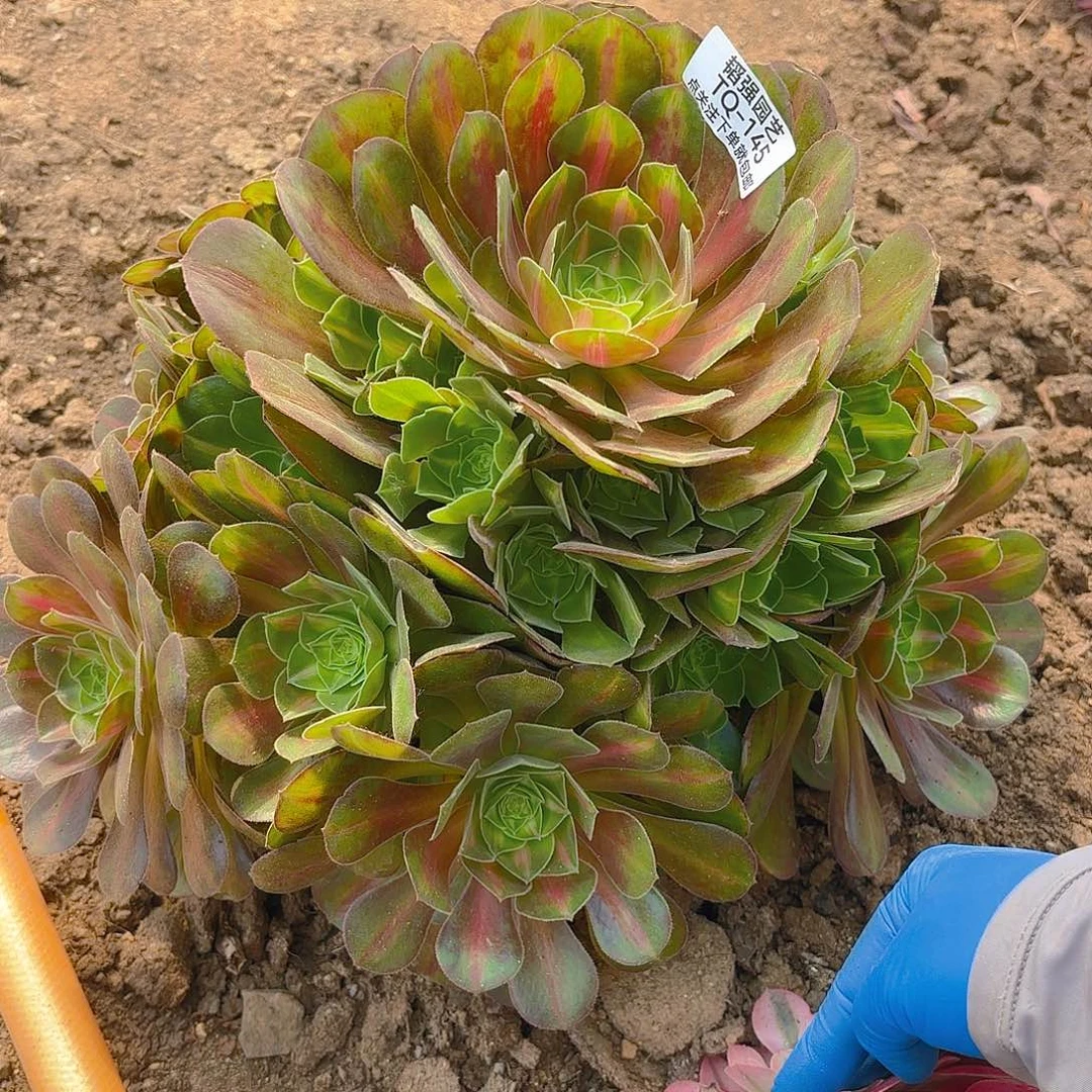 香妃中班多肉植物上145