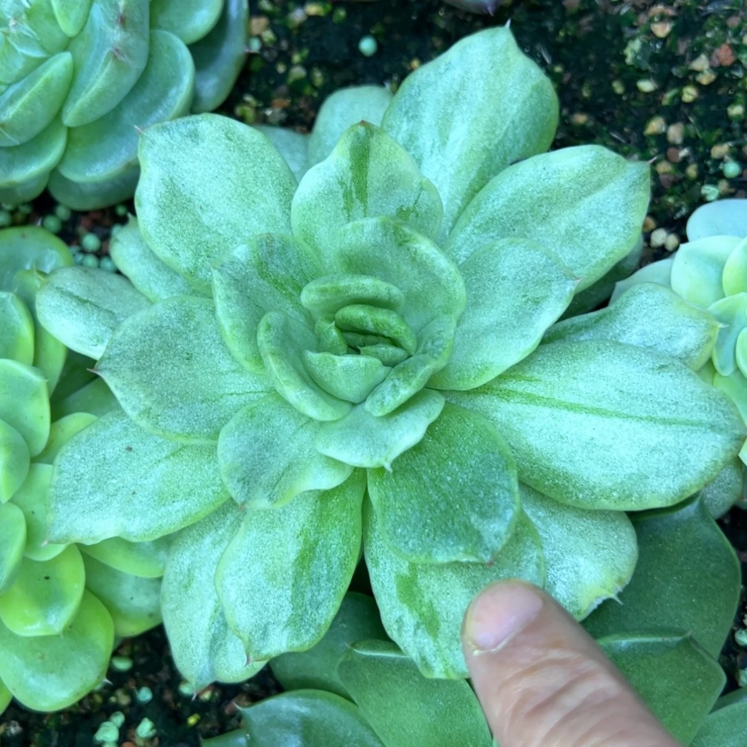 东云拉丝，多肉植物