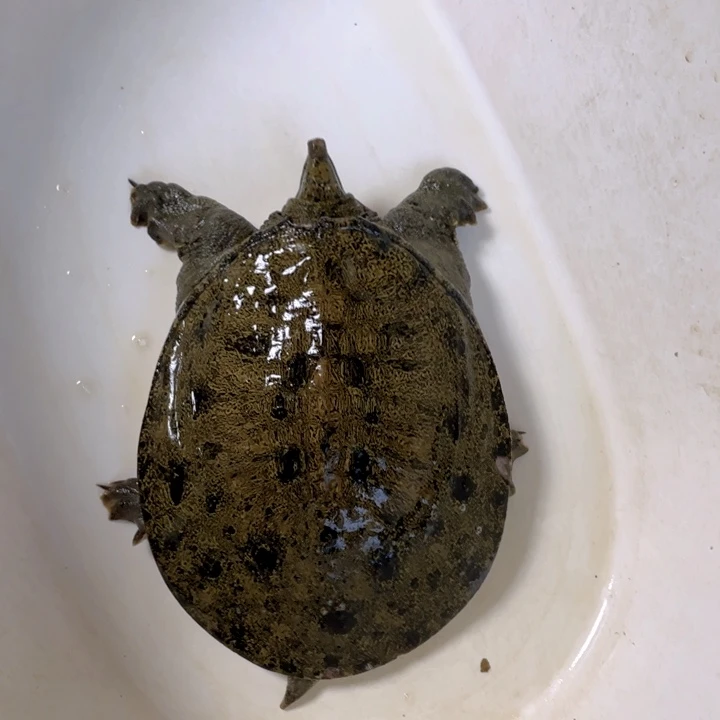 阿***山中国大陆福利鱼包活不退换