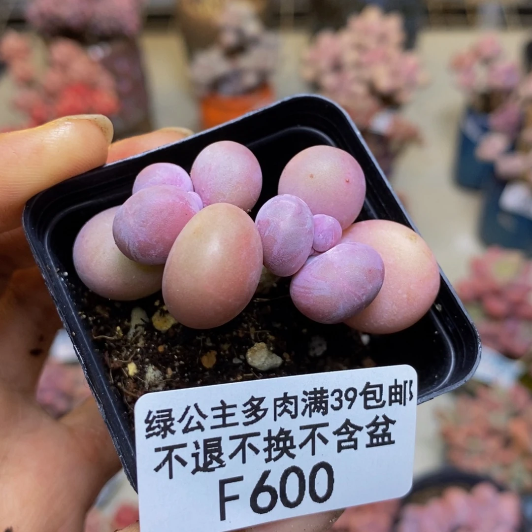600橙奶多肉肉3cm