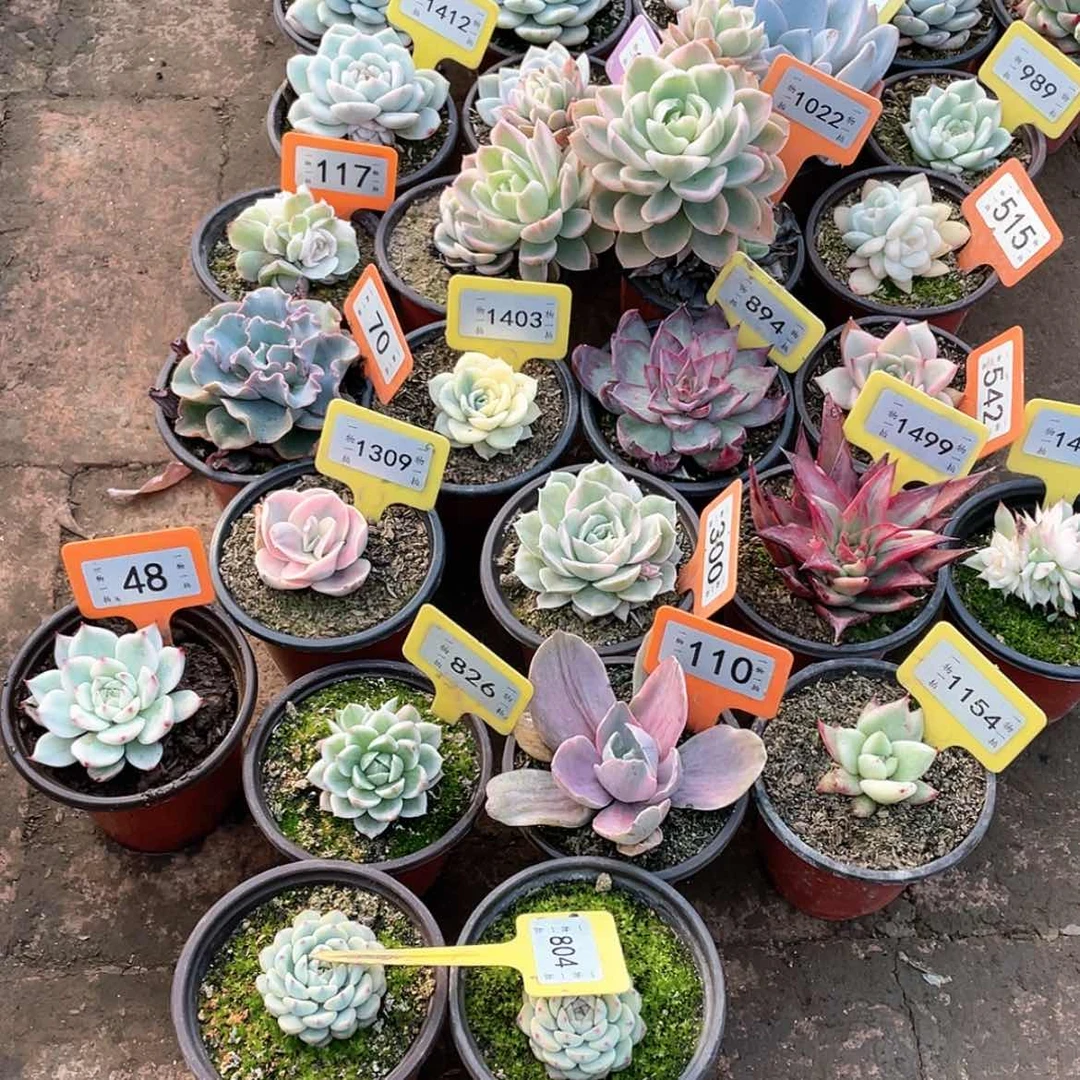 【闪购商品】五****花804两颗一组