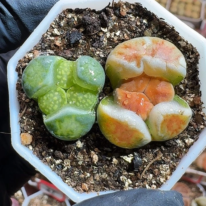 黑***妮生石花111111111。   225