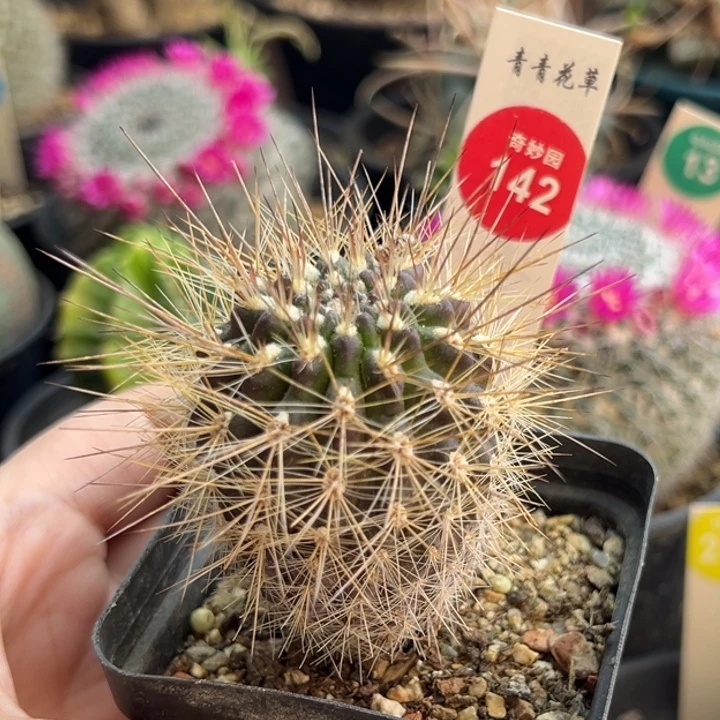 实生狂刺伏龙玉4.2cm一棵仙人球