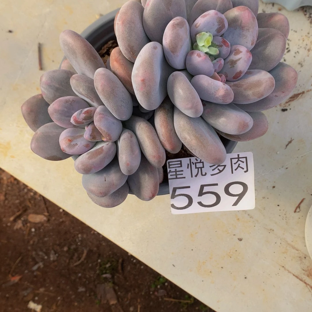 阍*星悅多肉 大香水559
