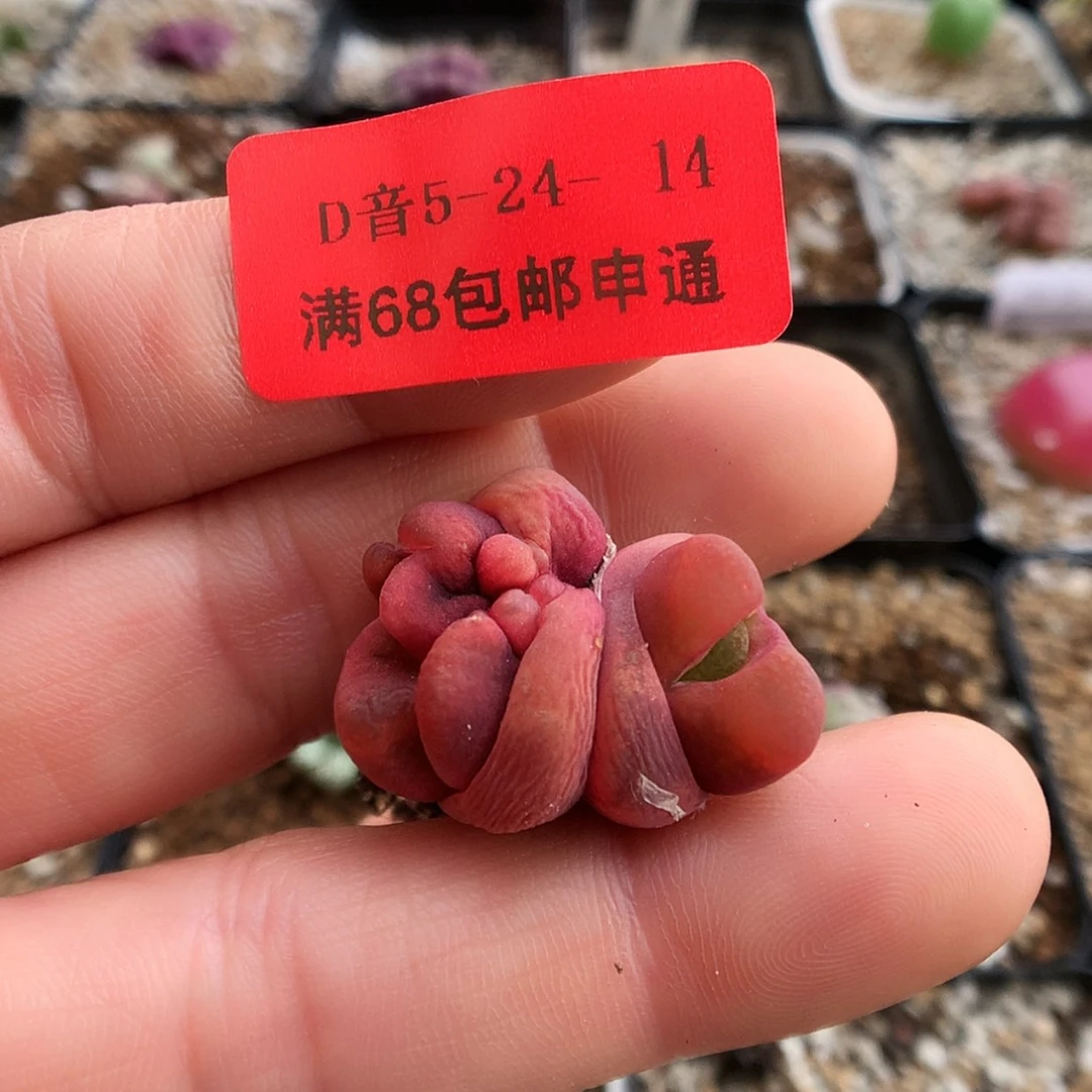 【闪购商品】5-24-14 缀化毛一颗 专拍